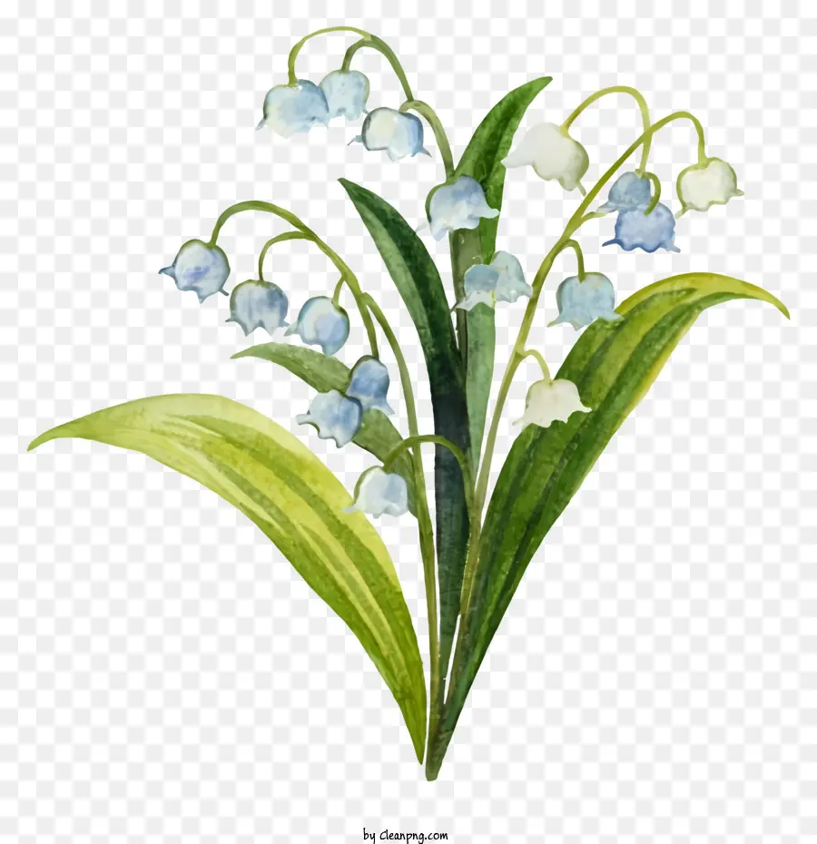 Suluboya Resim，Bluebell çiçeği PNG