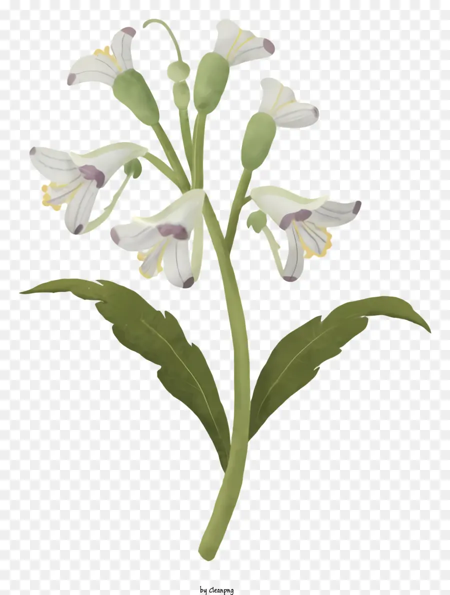 Beyaz çiçek，Kök PNG