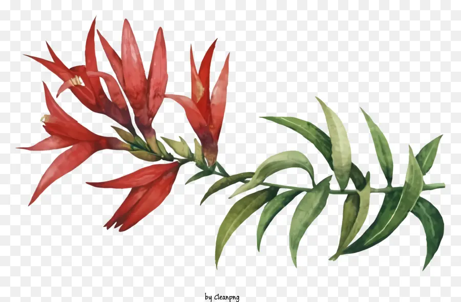 Resim，Kırmızı çiçek PNG