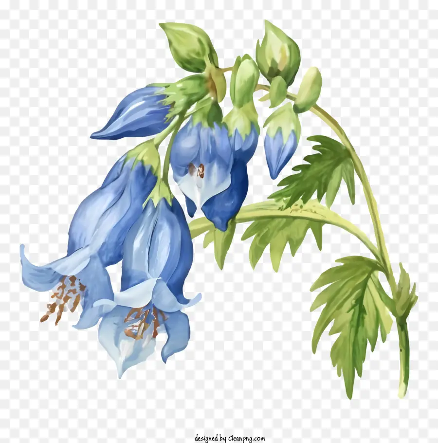 Mavi çiçek，Uzun Yapraklar PNG