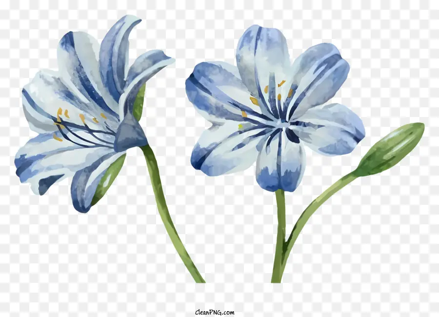 Mavi çiçek，Beyaz Yaprakları PNG