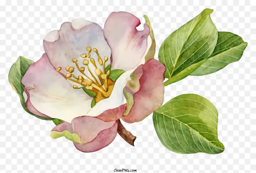 Suluboya Resim，Pembe Elma çiçeği PNG