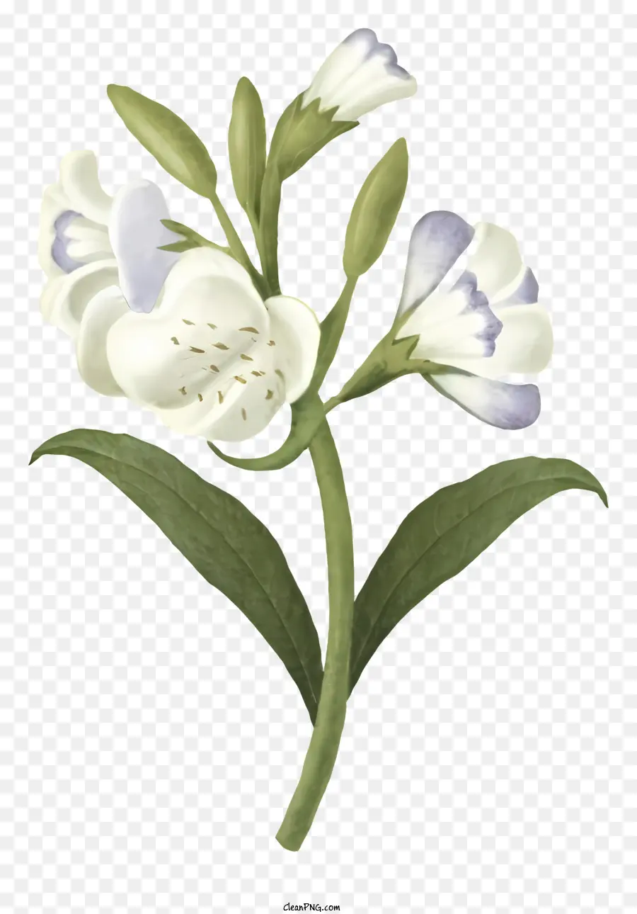 Mavi çiçek，Beyaz Ve Mavi Çiçek PNG