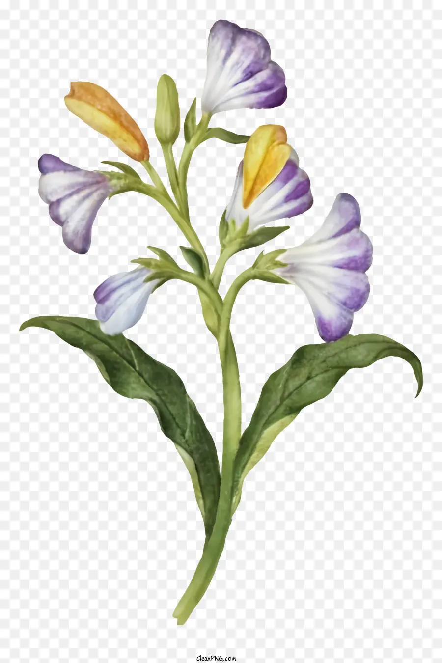 Resim，Kır çiçeği PNG
