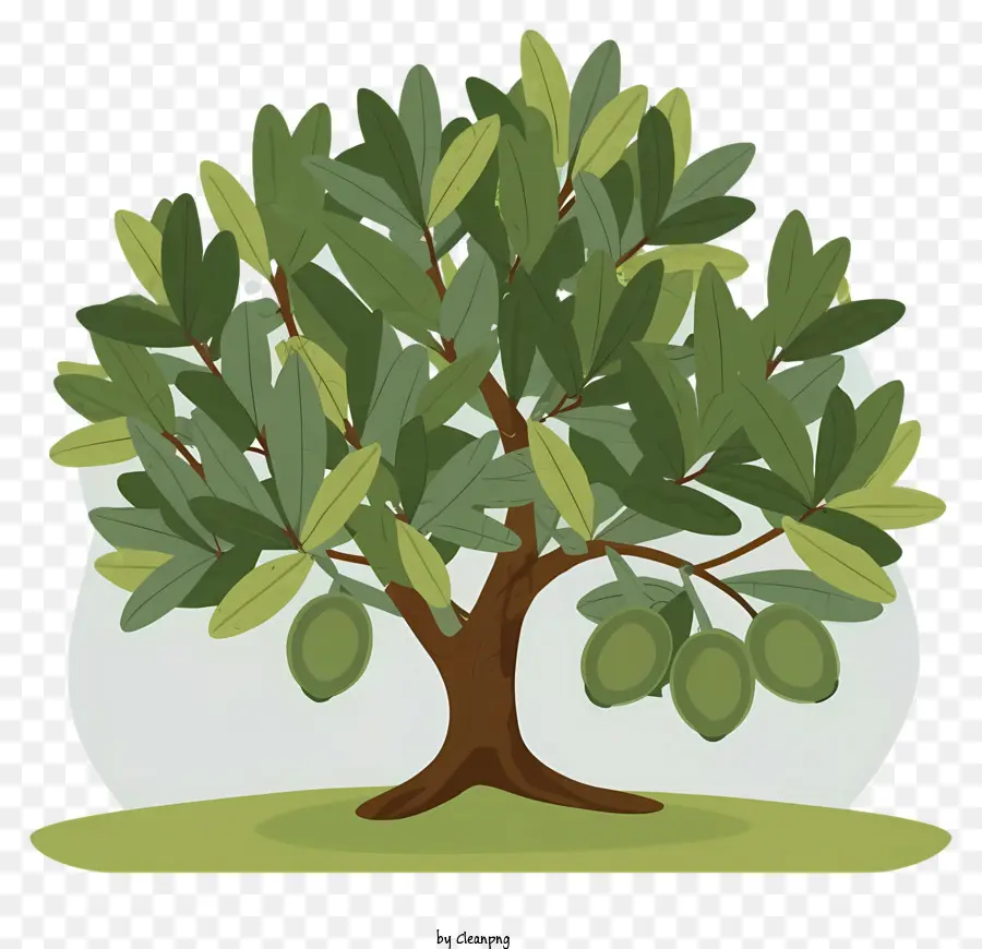 Zeytin Ağacı，Olgun Zeytin PNG
