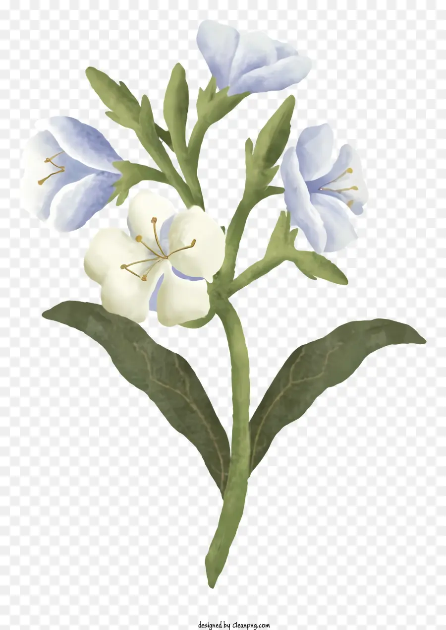 Kır çiçeği，Beyaz Ve Mavi Çiçek PNG