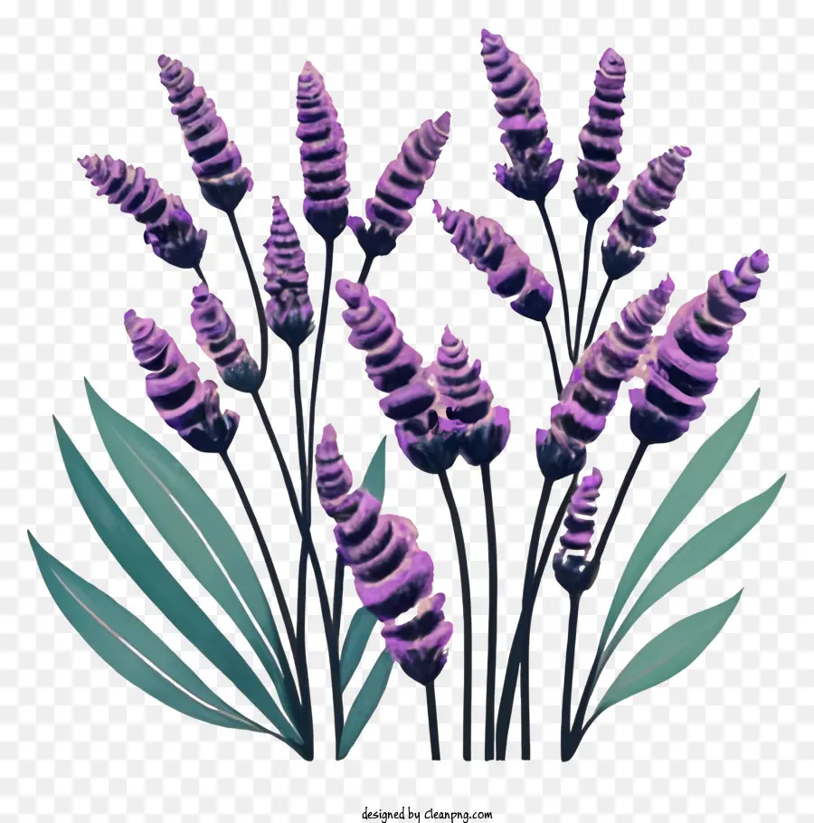 Lavanta çiçekleri，Koyu Mavi Yaprakları PNG