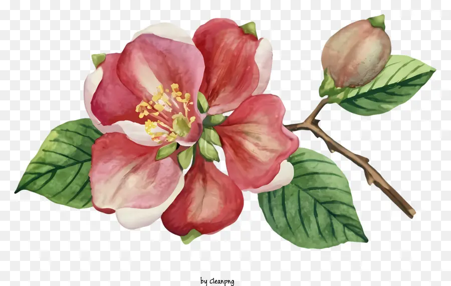 Pembe Elma çiçeği，Ağaç Dalı PNG
