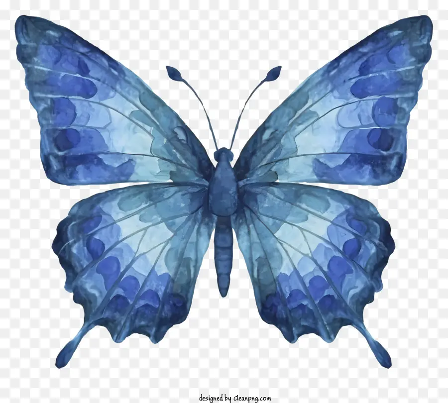 Mavi Kelebek，Suluboya Resim PNG