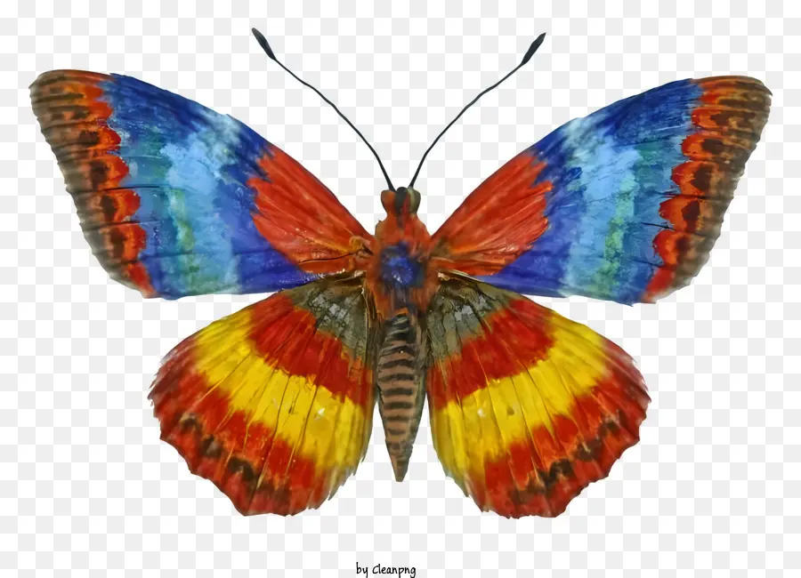 Kelebek，Çok Renkli Kanatlar PNG