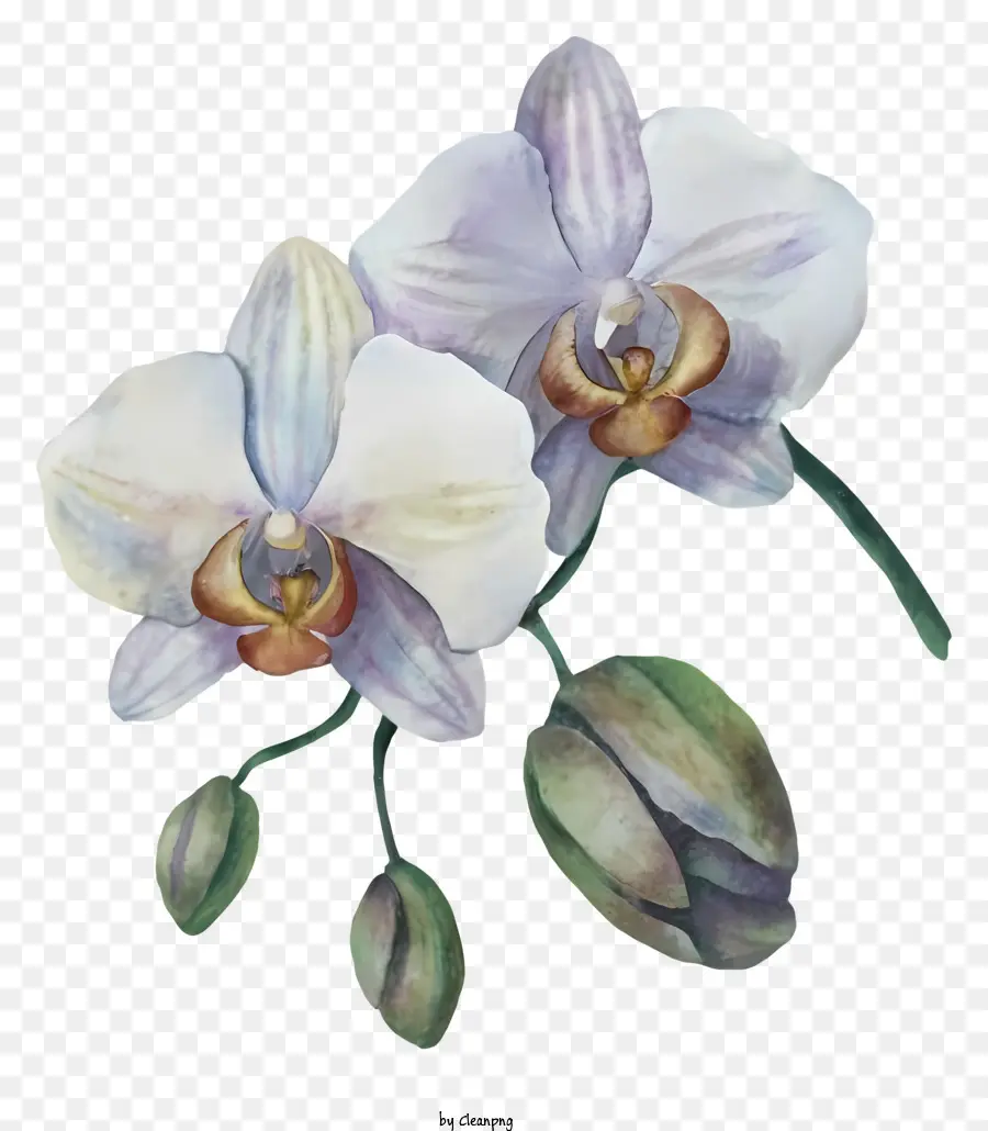 Suluboya Resim，Beyaz Orkide PNG