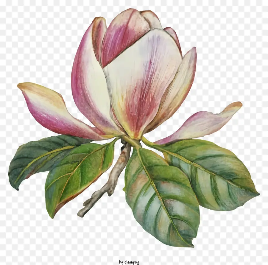 Suluboya Resim，Pembe Manolya çiçeği PNG