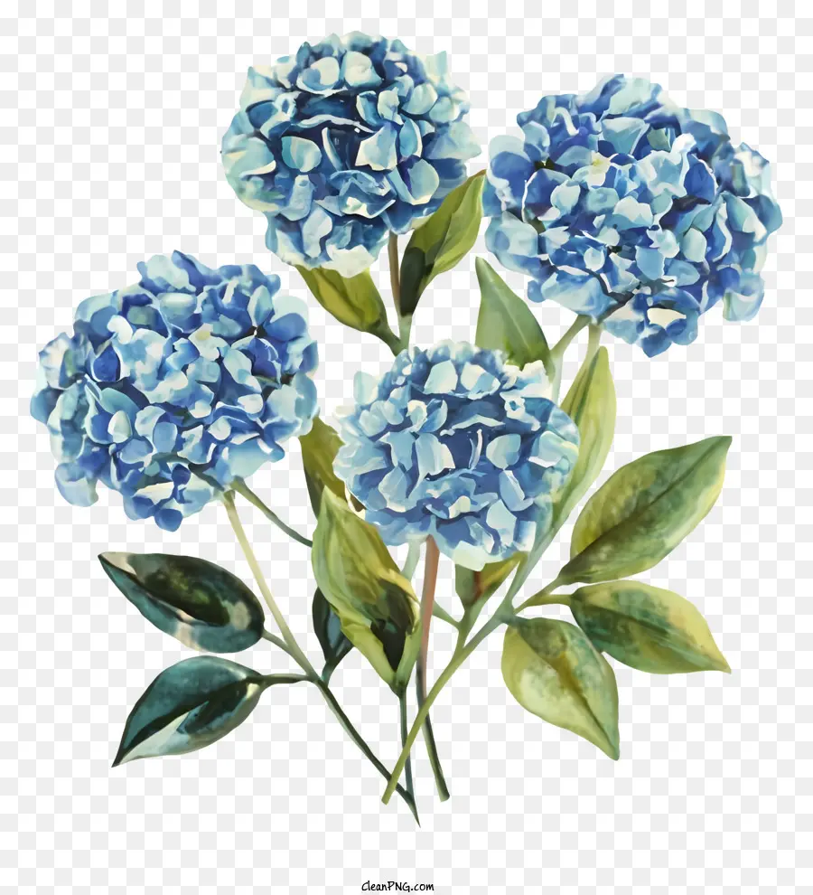 Mavi Ortanca çiçekleri，Yeşil Yaprakları PNG