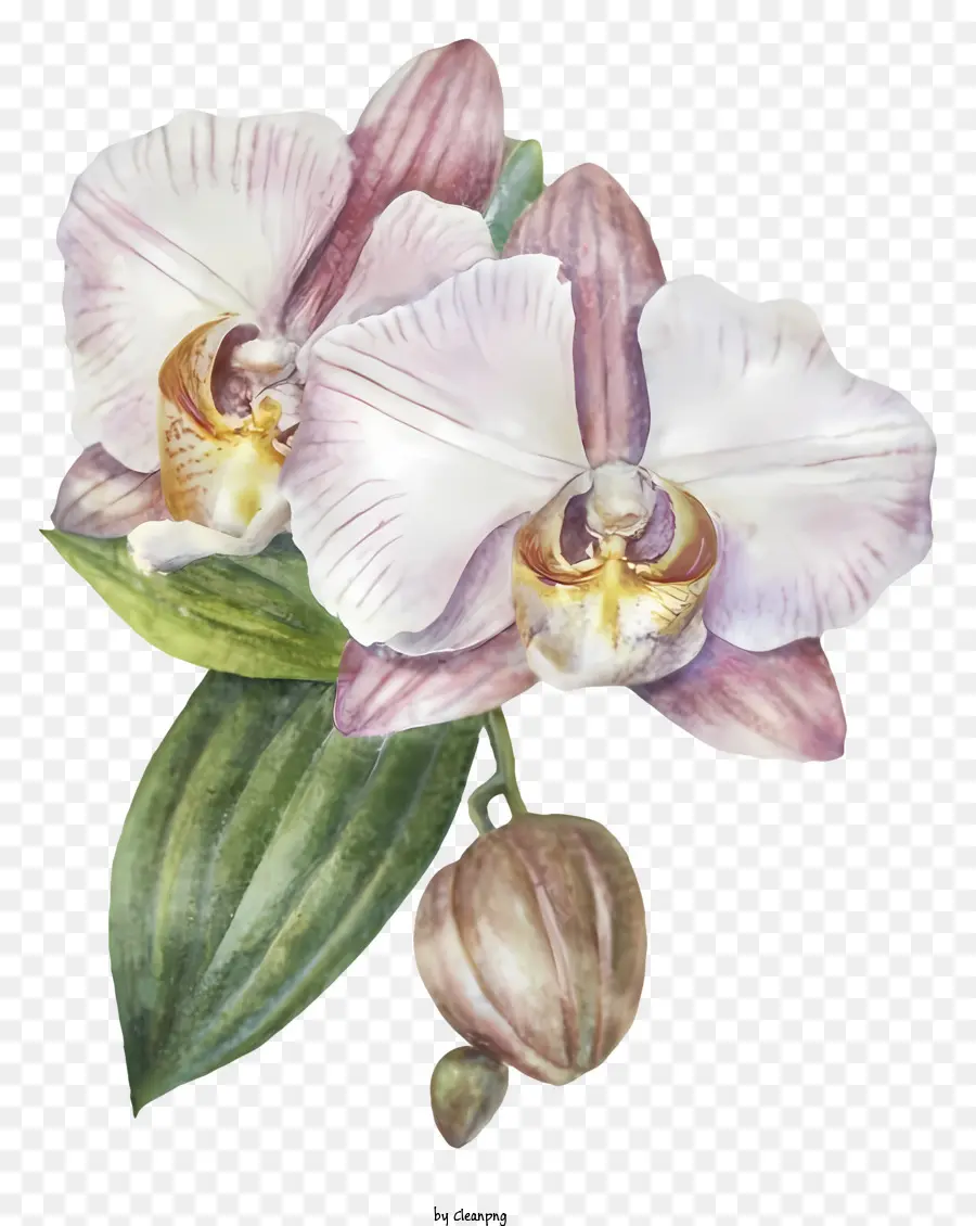 Pembe Orkide，Orkide çiçeği PNG