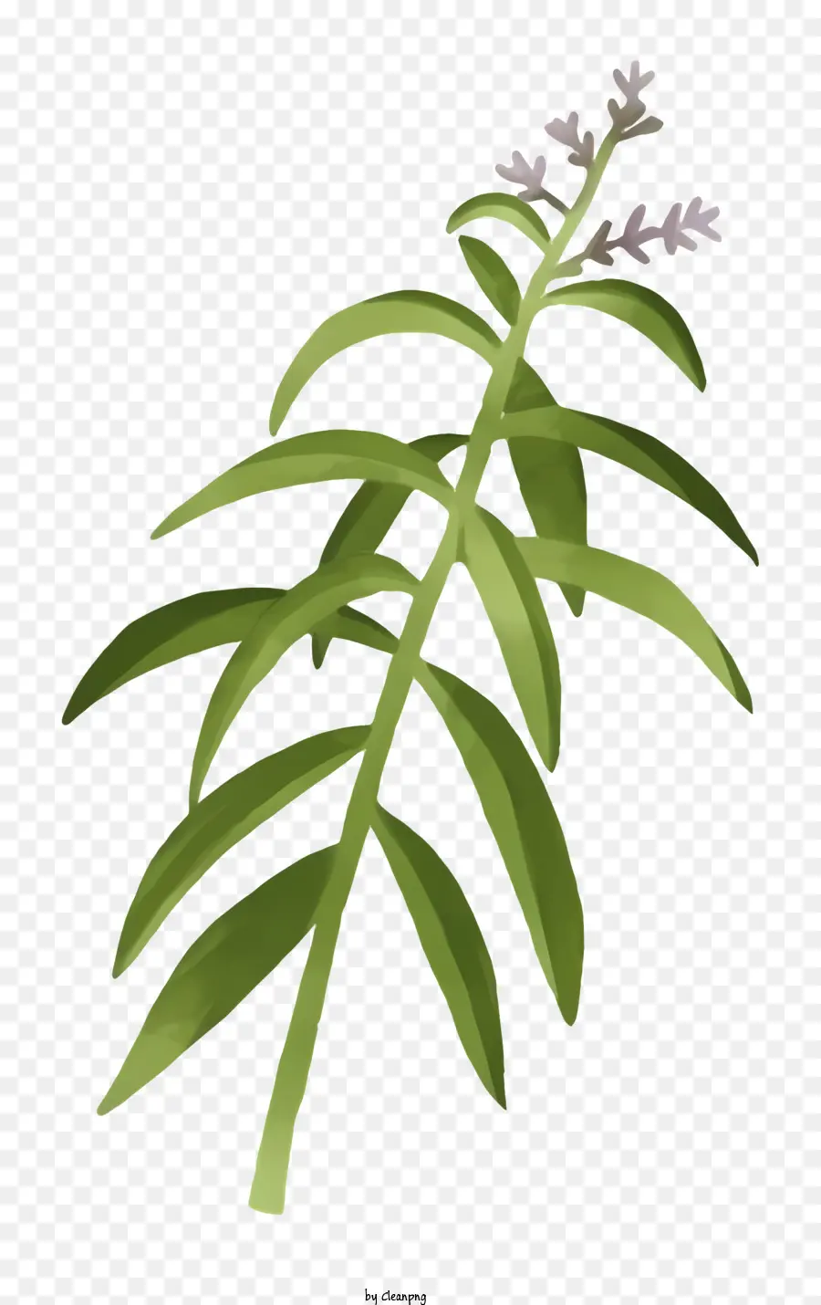 Bitki，Yeşil PNG