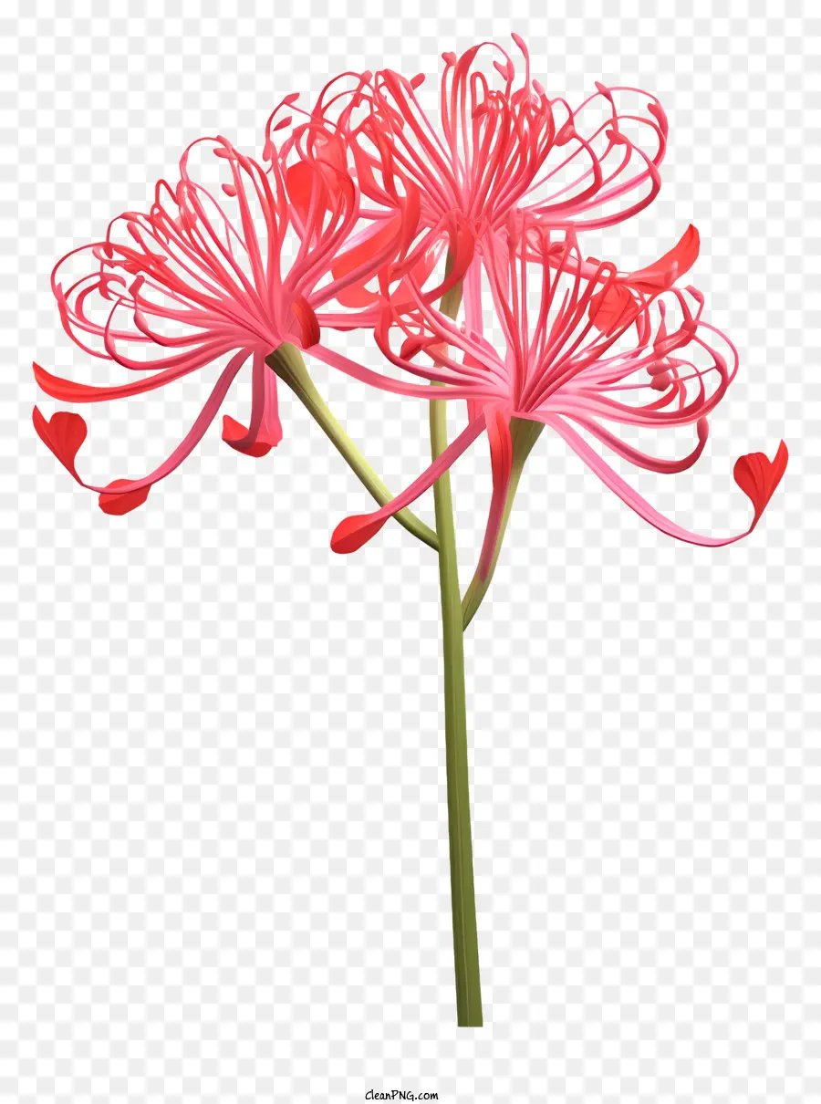 Pembe çiçek，Uzun Yaprakları PNG