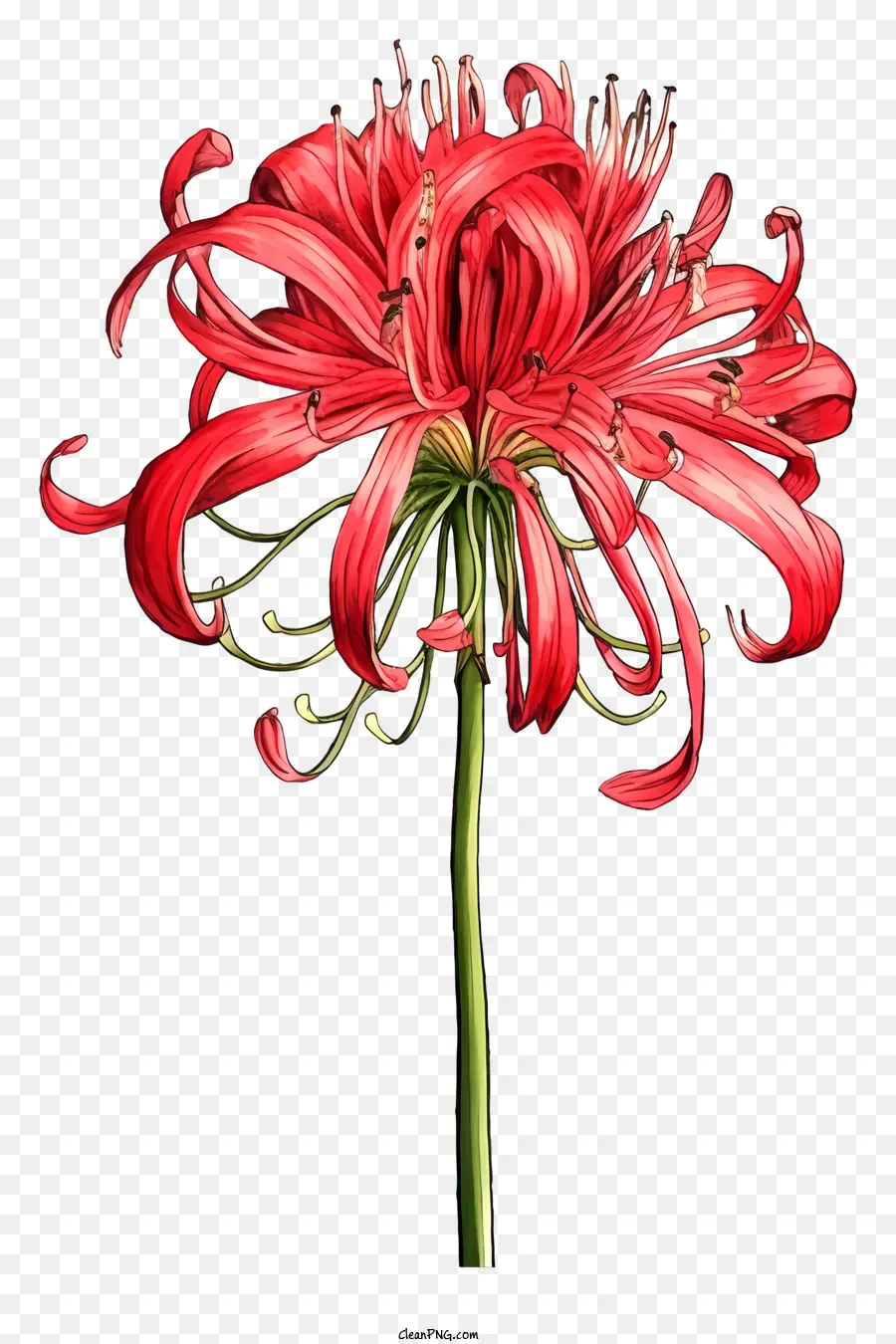 Kırmızı Lily，Lily Bloom PNG
