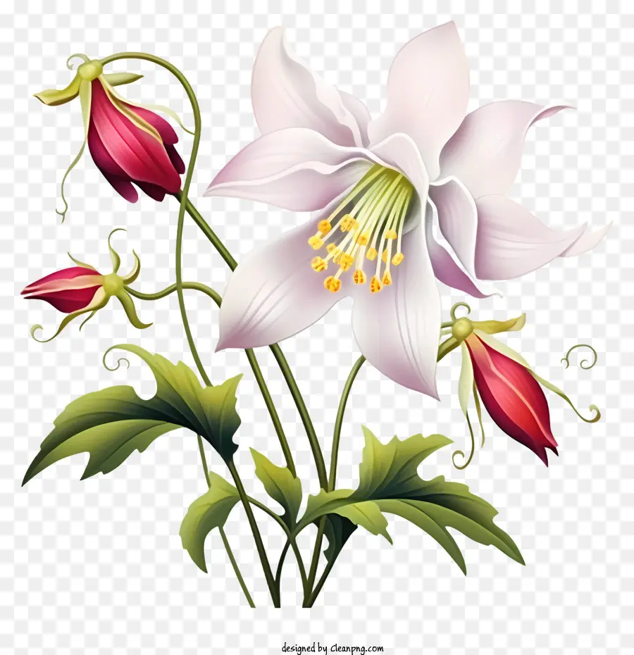 Calla Lily，Beyaz çiçek PNG