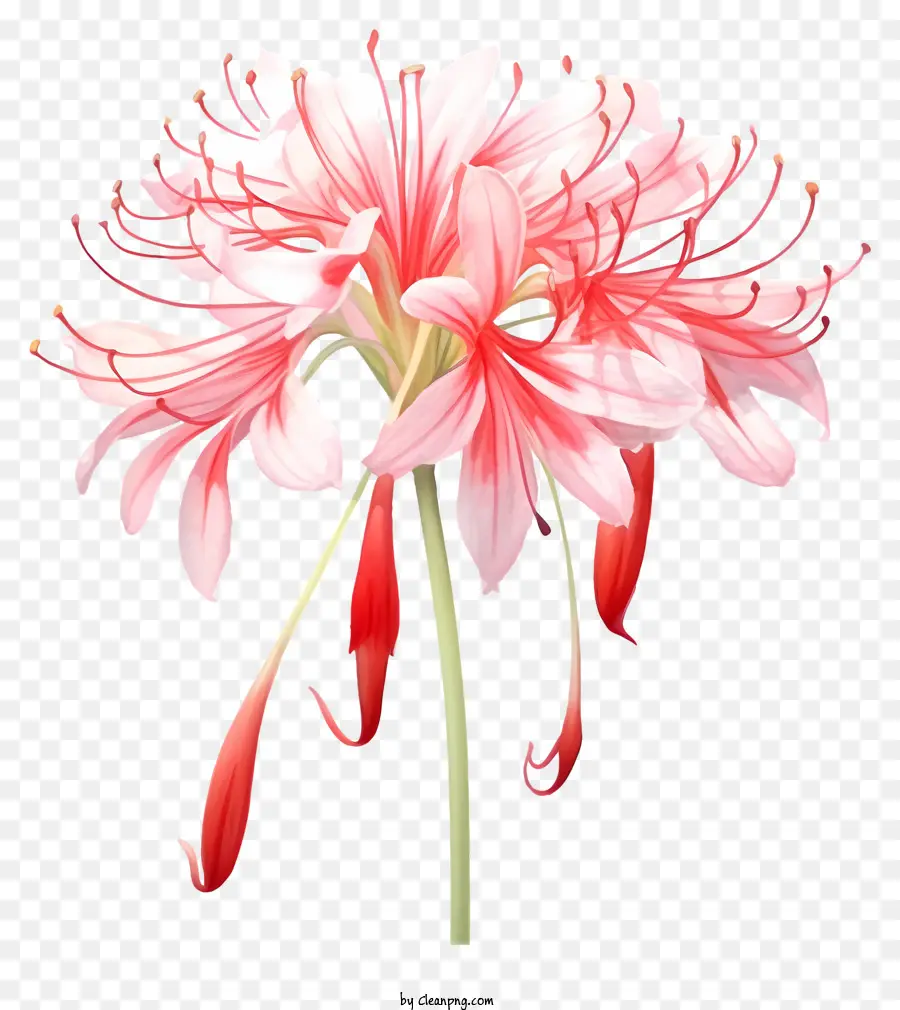 Kırmızı Ve Pembe Çiçek，Beyaz Merkez Çiçeği PNG