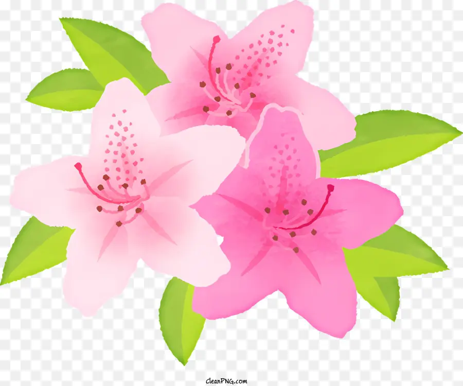 Pembe Lilyum，çiçek PNG