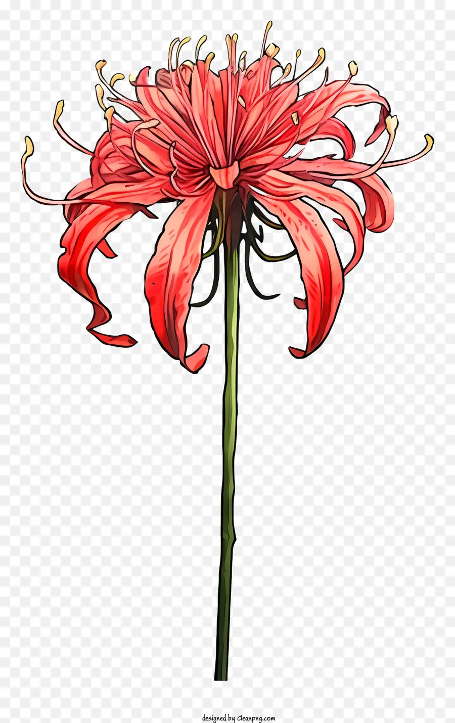 Kırmızı Zambak çiçeği，Uzun Kök PNG
