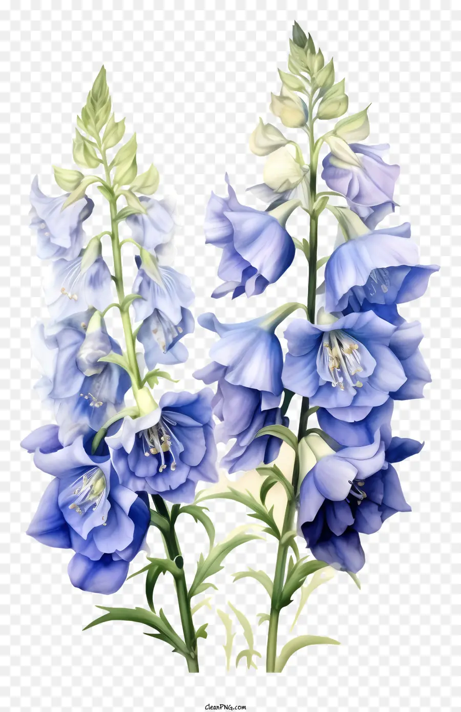 Zarif Delphinium çiçeği，Mavi çiçek PNG