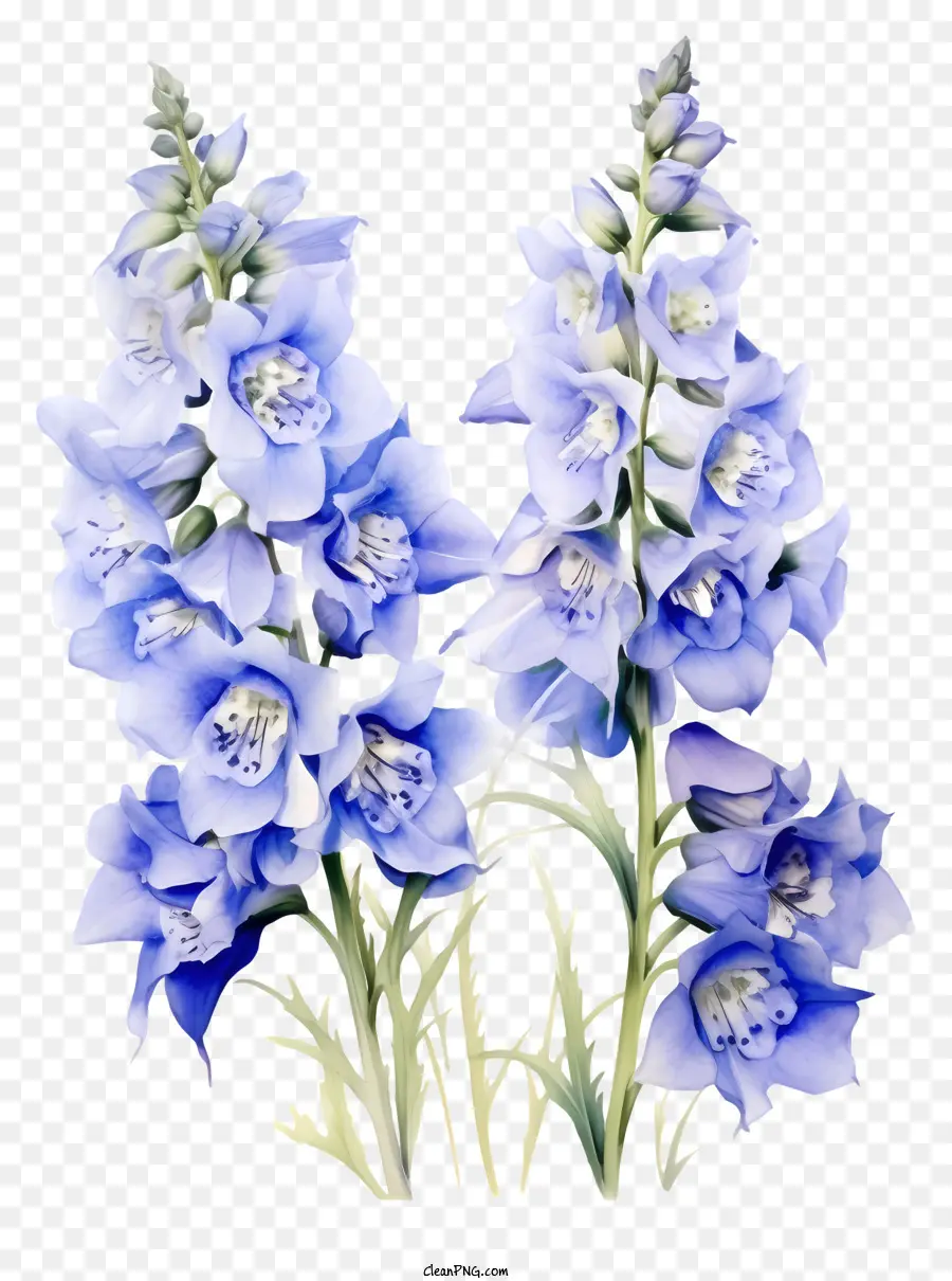 Delphinium çiçek Sanatı，Mavi Çiçekler PNG