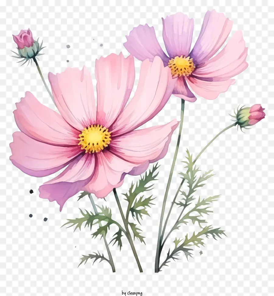 Suluboya Kozmos çiçeği，Pembe çiçekler PNG