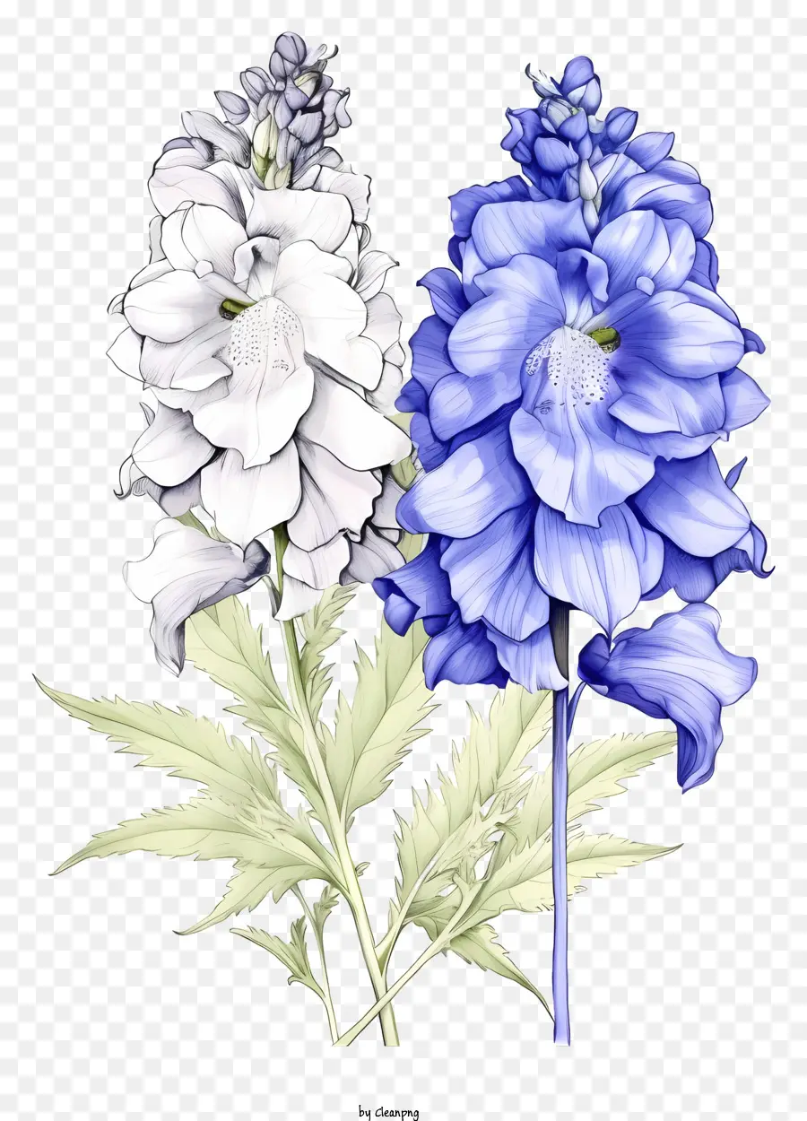 Eskiz Delphinium çiçeği，Lily çiçek PNG