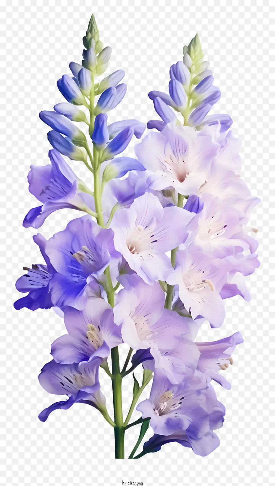 Suluboya Delphinium çiçeği，Mavi çiçek PNG
