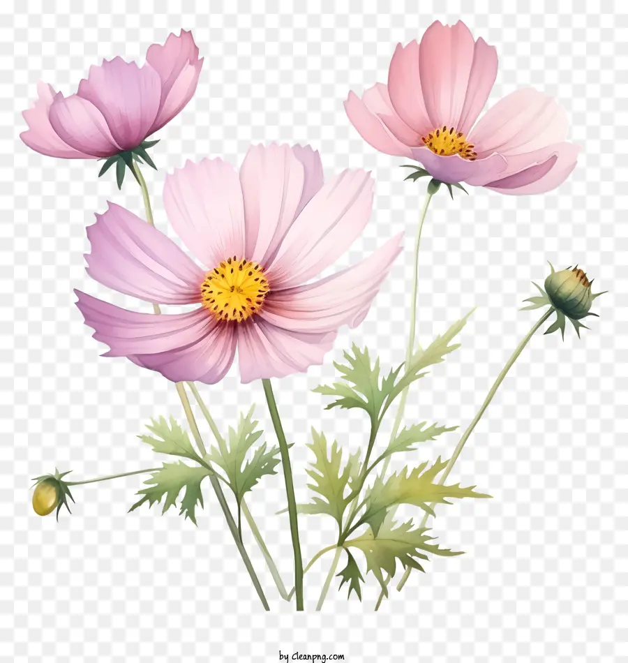 Suluboya Kozmos çiçeği，Pembe çiçekler PNG