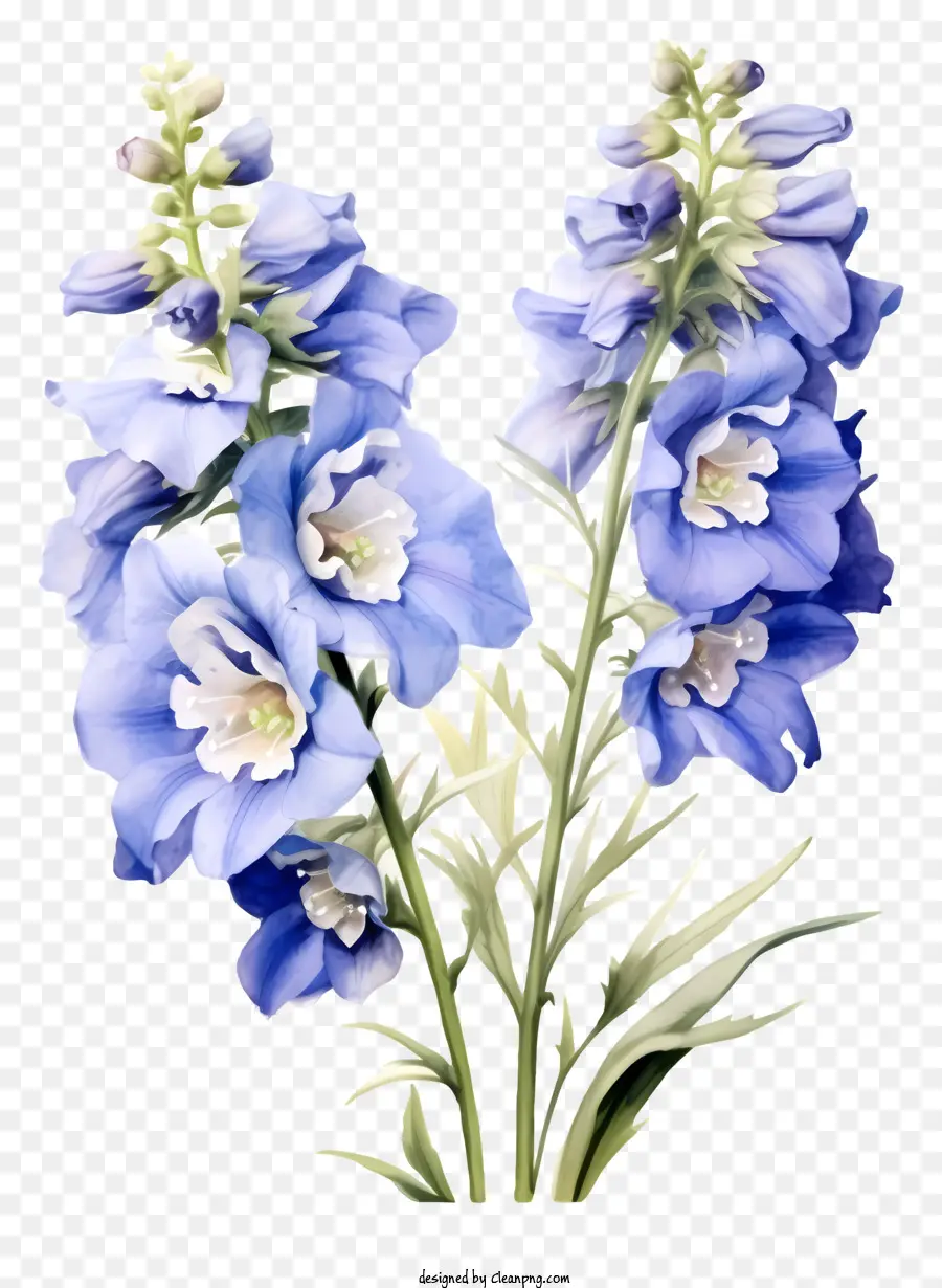 Zarif Delphinium çiçeği，Mavi Ve Beyaz çiçekler PNG