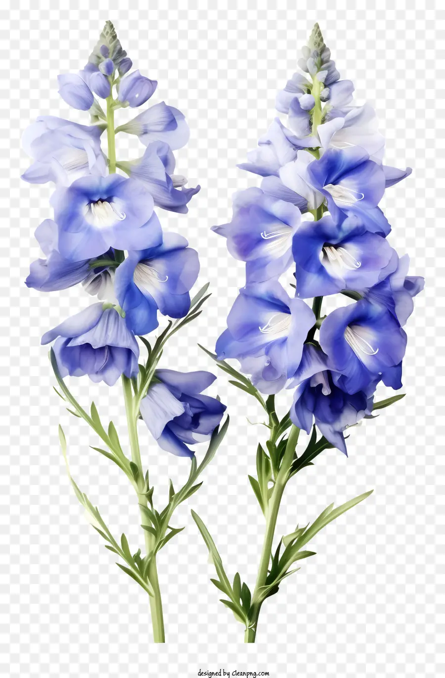 Zarif Delphinium çiçeği，Mavi Kır çiçekleri PNG