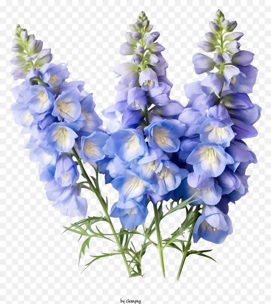 özel Delphinium çiçek Grubu，Mavi çiçekler PNG