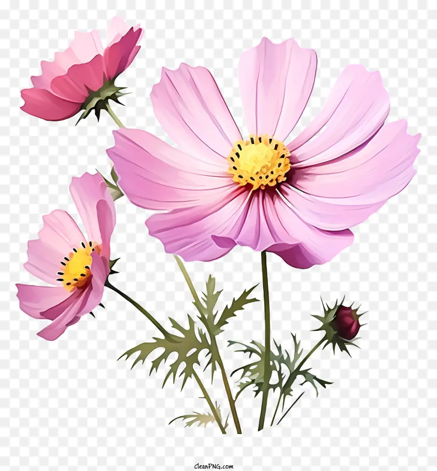 Düz Kozmos çiçeği，Pembe çiçekler PNG