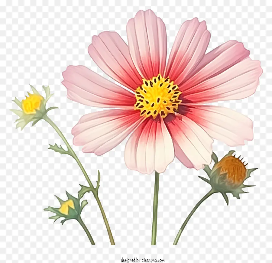 Suluboya Kozmos çiçeği，Pembe çiçek PNG