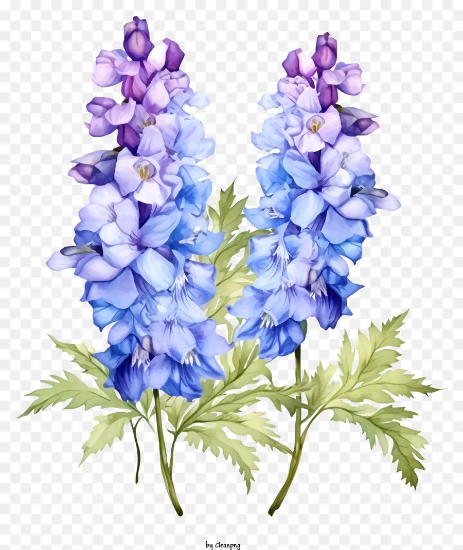 Suluboya Delphinium çiçeği，Lavanta çiçekleri PNG