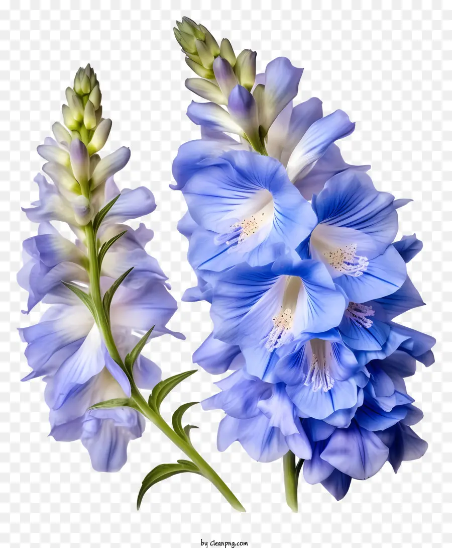Pastel Delphinium çiçeği，Mavi çiçekler PNG