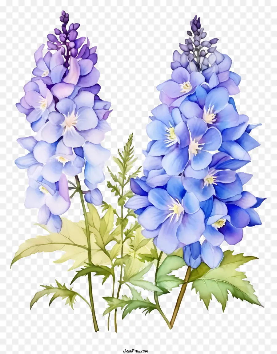 Suluboya Delphinium çiçeği，Vinografed Çiçekler PNG