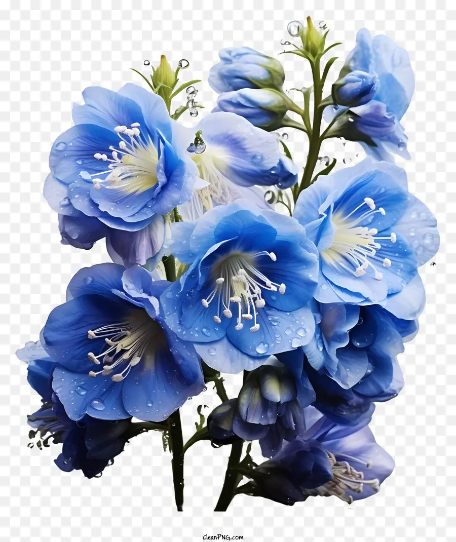 Delphinium çiçeği，Mavi çiçekler PNG