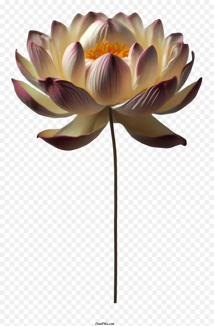 Karikatür，Lotus çiçeği PNG
