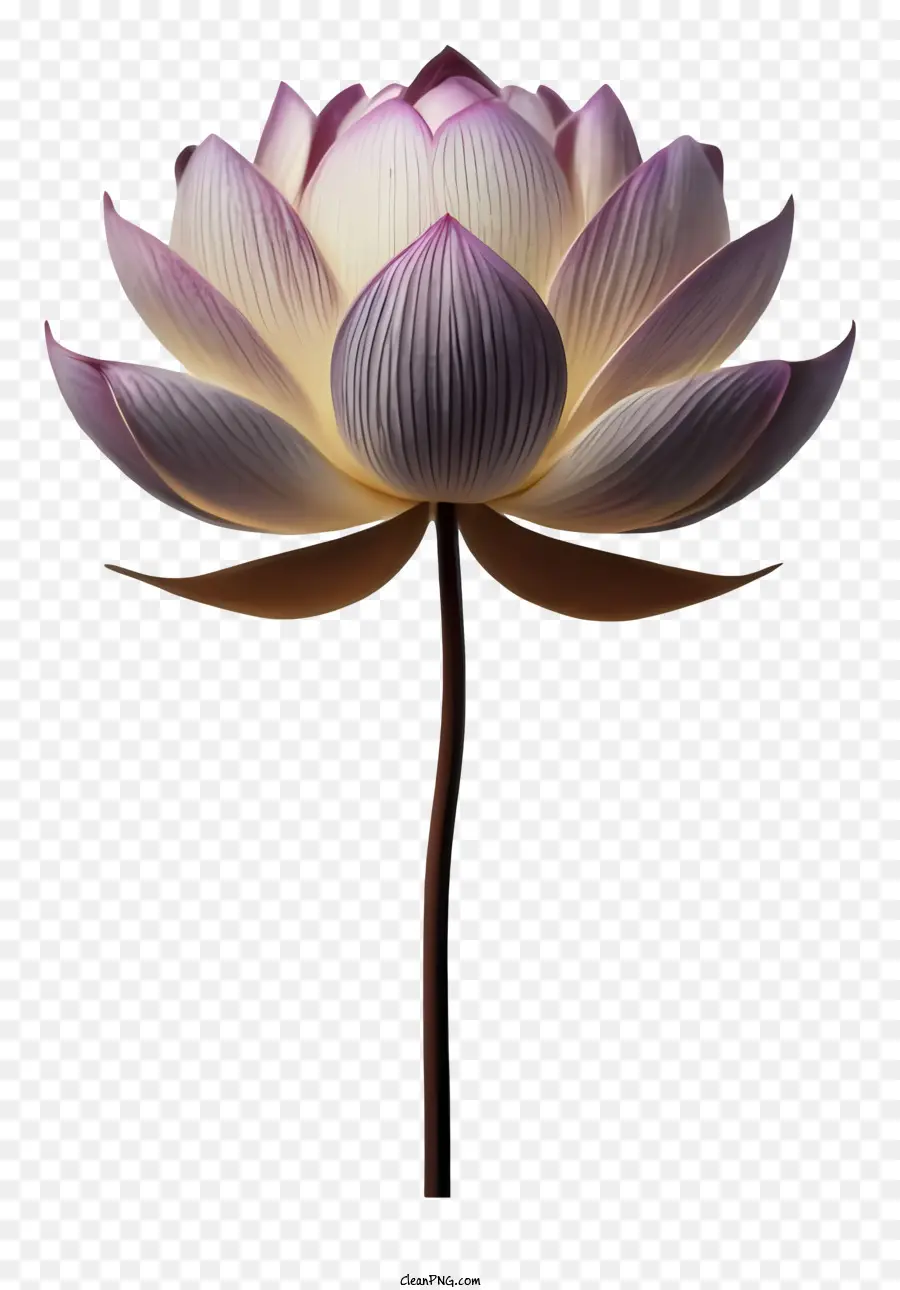 Karikatür，Lotus çiçeği PNG