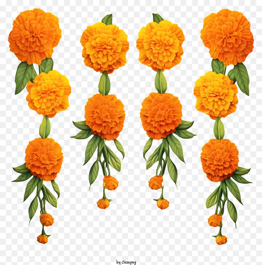 Elle çizilmiş Marigold Çiçek Çelenk，Turuncu Karanfiller PNG