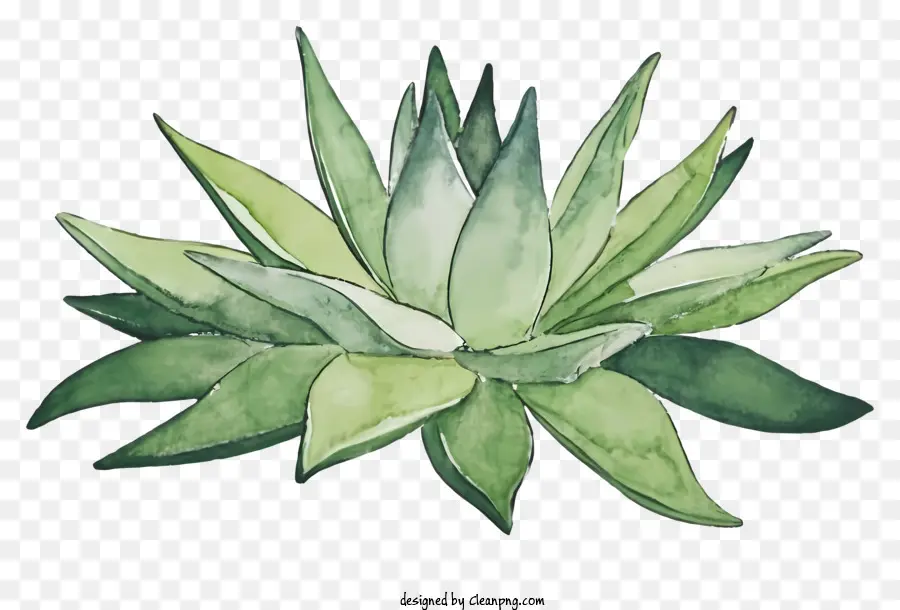 Karikatür，Yeşil Aloe Vera PNG