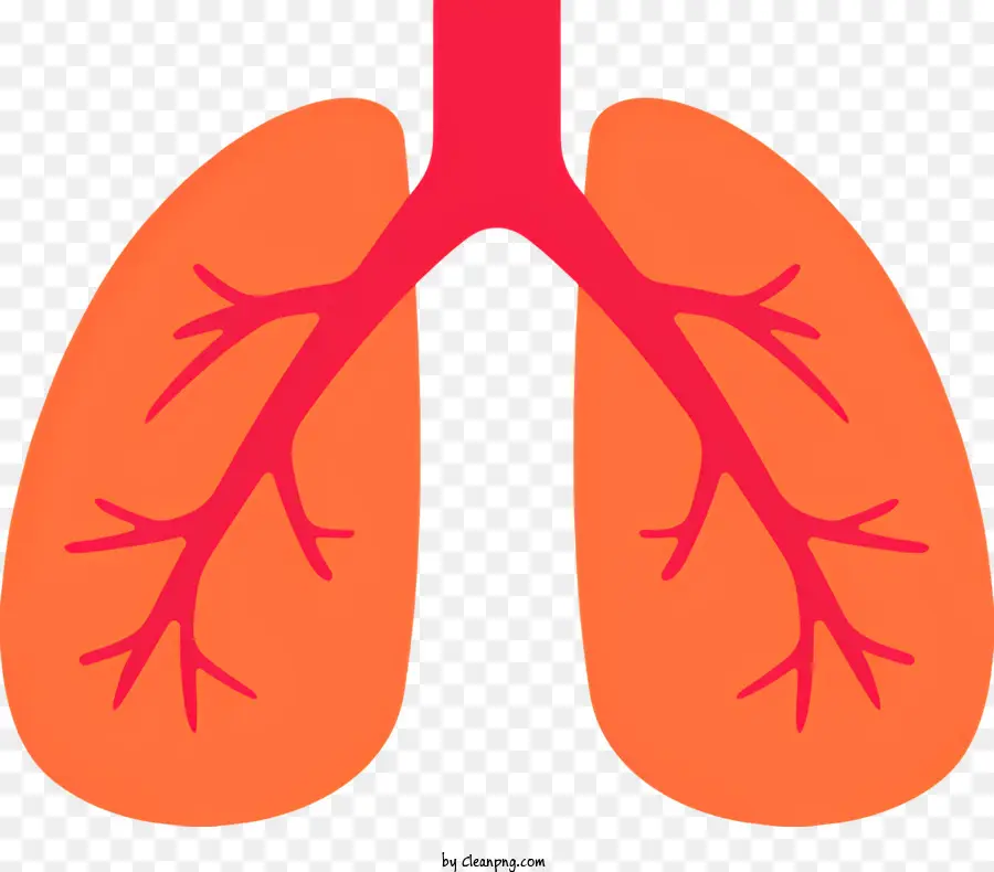 Tıbbi，Insan Akciğer PNG