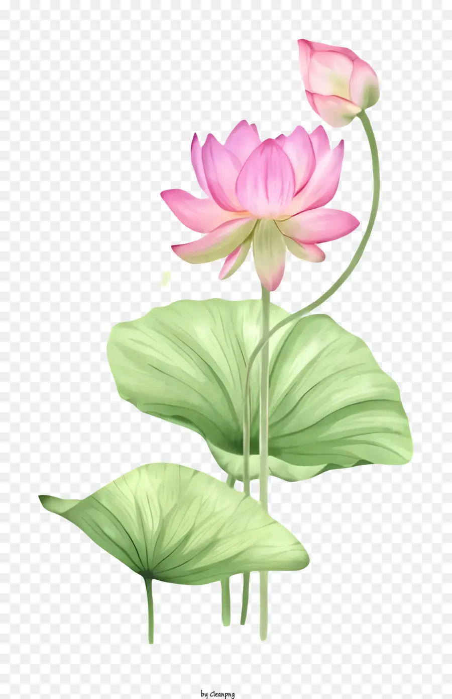 Pembe Lotus Çiçeği，Yeşil Yaprak PNG