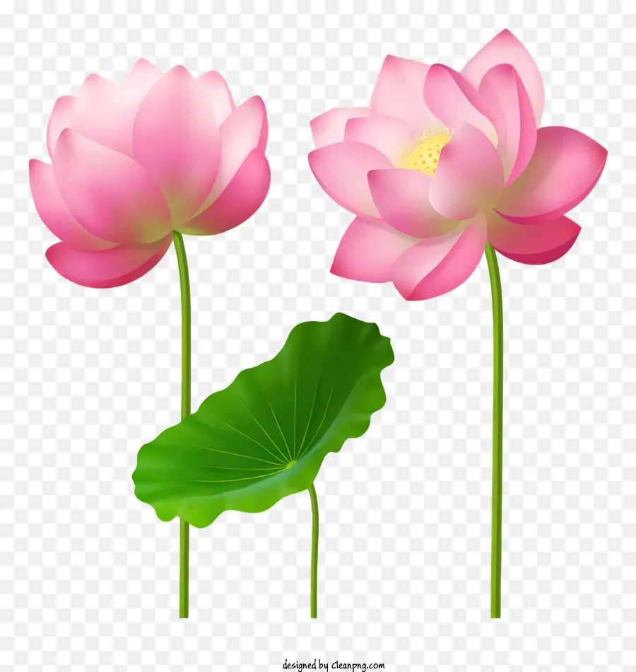 Karikatür，Pembe Lotus Çiçekleri PNG