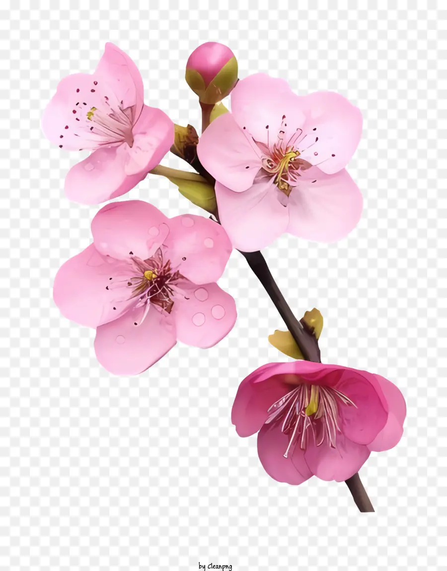Pembe çiçek，Kök PNG