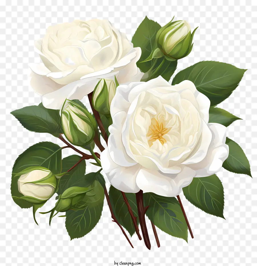 Beyaz Gül çiçek，Beyaz Güller PNG