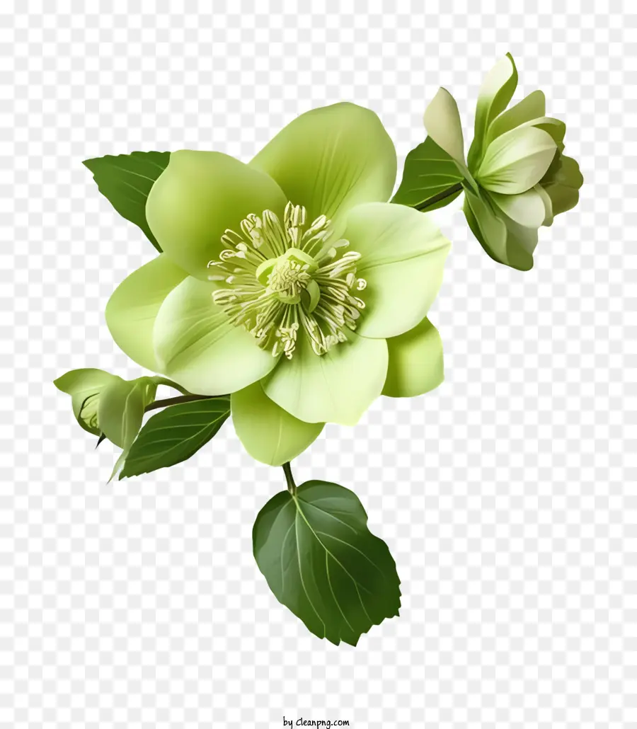 Beyaz çiçek，Yeşil Yaprakları PNG